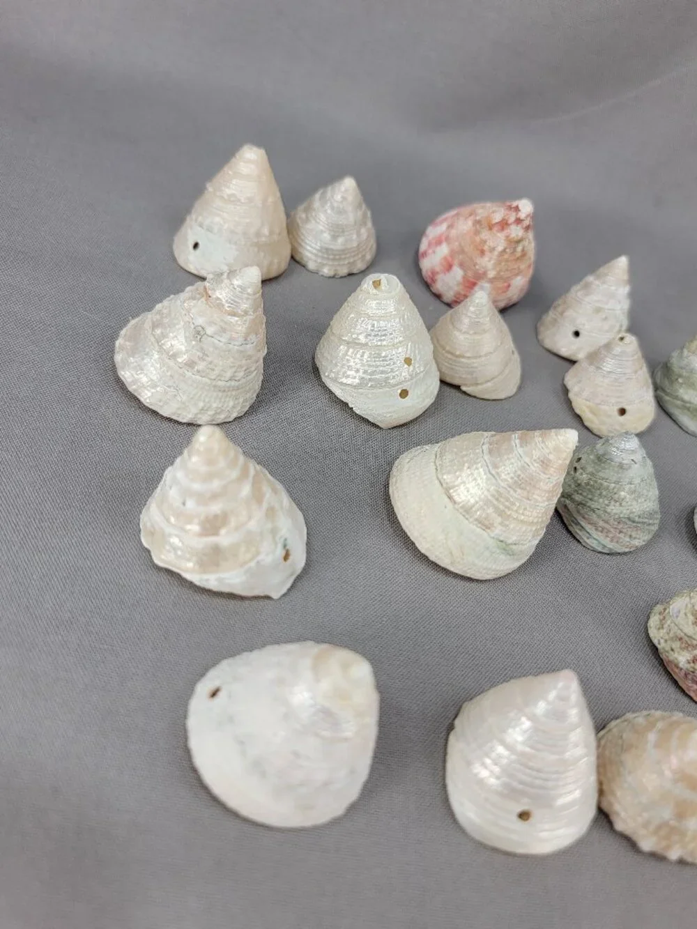 Top Trochus Shell Seashell Lot of 17 Nautical Beach Ocean Decor Crafts